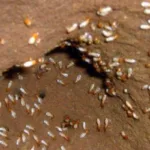 Furnitur Kayu Cepat Rusak? Bisa Jadi Itu Ulah Rayap